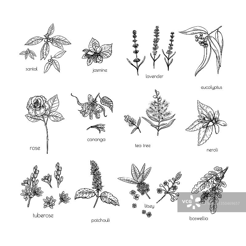 白色背景上的绿色香薰自然素描图片素材
