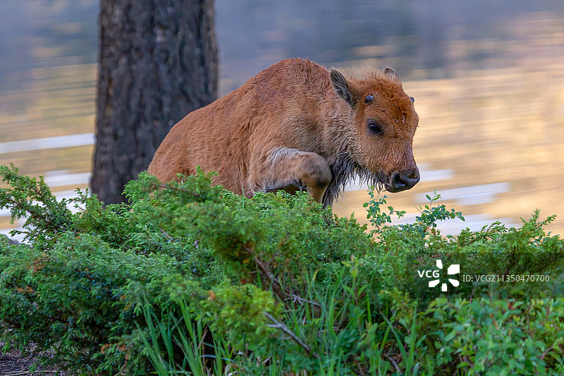 美国双带小径附近水边行走的小牛犊图片素材