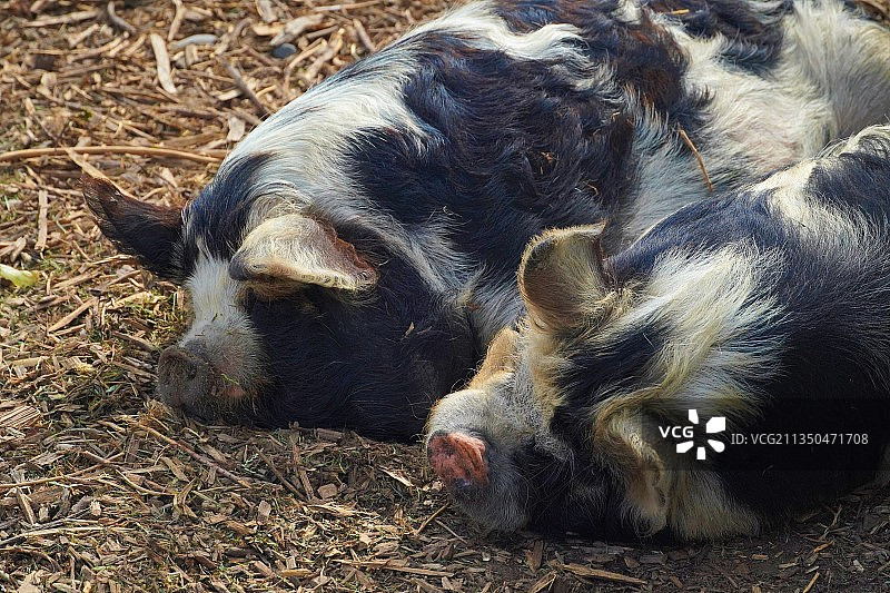 睡在田野上的狗的特写，新西兰图片素材