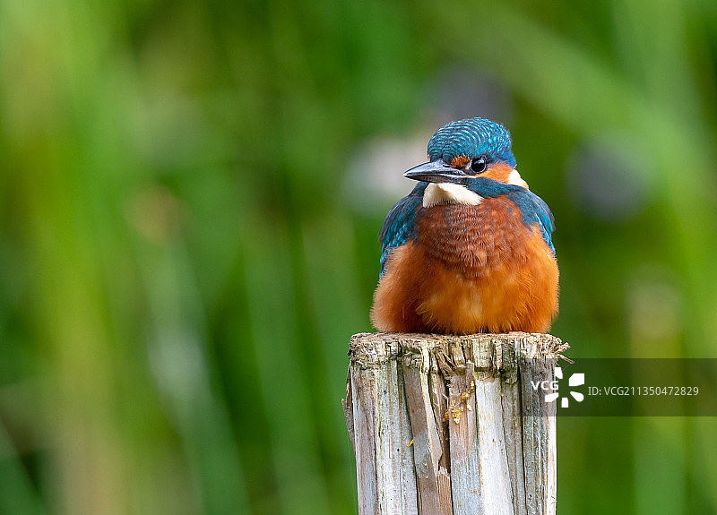 翠鸟栖息在木头上的特写，英国牛津图片素材