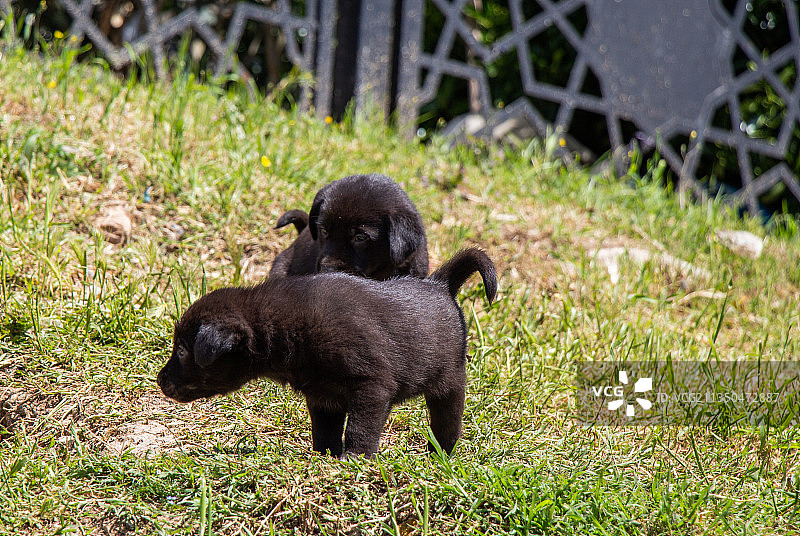 新生小狗在绿草地上行走图片素材