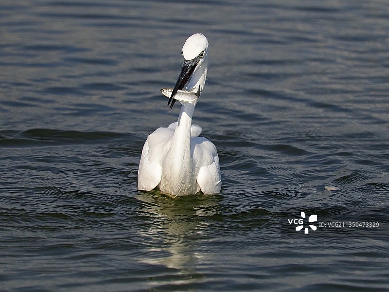 静音天鹅在湖中游泳的特写镜头图片素材