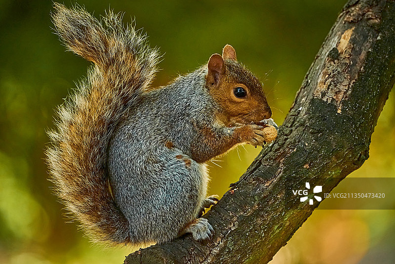 树上吃东西的灰松鼠特写，英国北安普顿图片素材