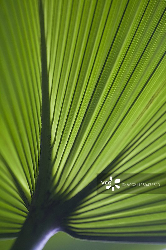 瑞士伯尔尼棕榈叶特写图片素材