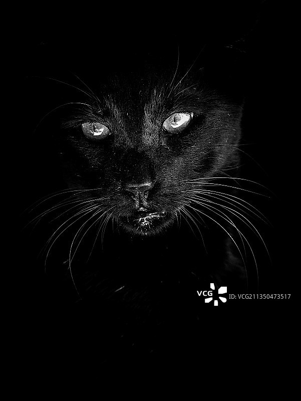 黑色背景下的猫特写肖像图片素材