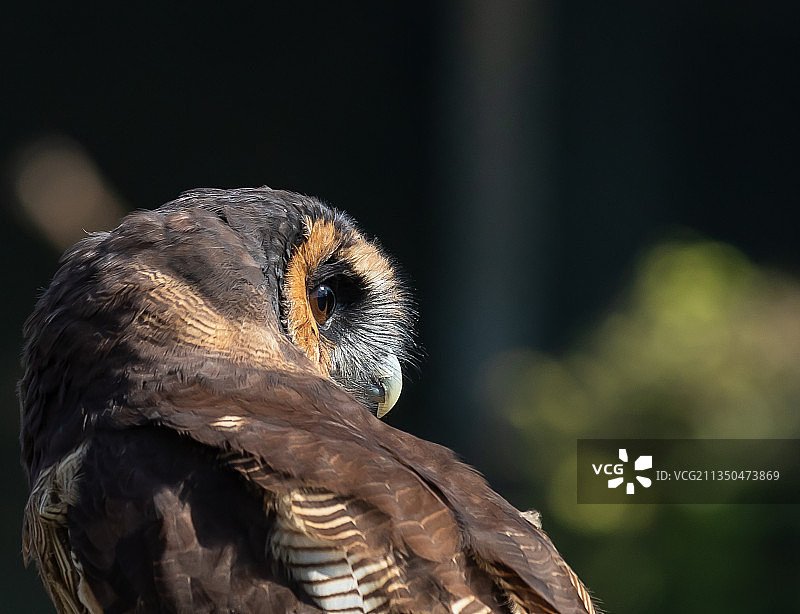 瑞士布克斯的猫头鹰特写图片素材