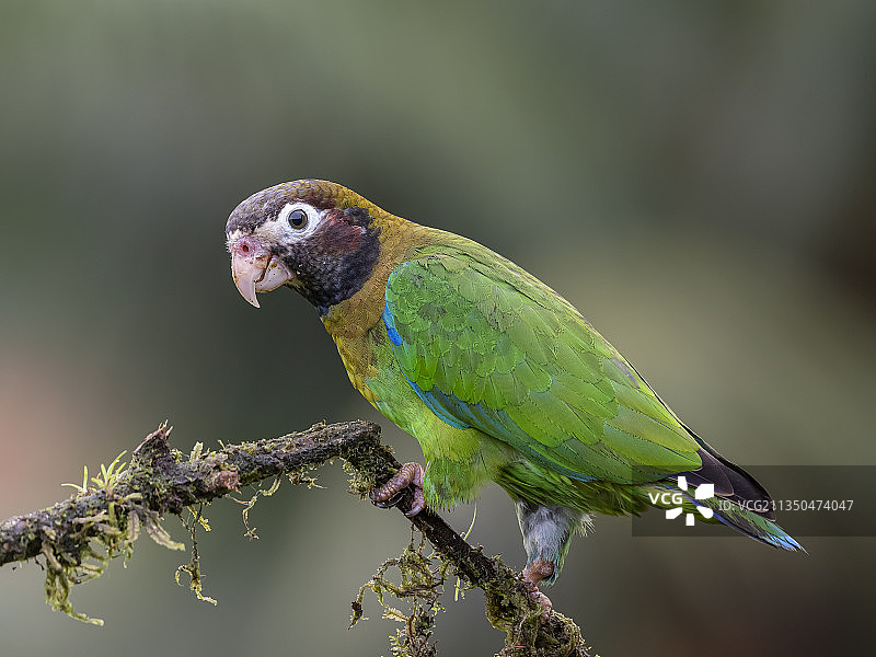 哥斯达黎加栖息在树枝上的翠鸟特写图片素材