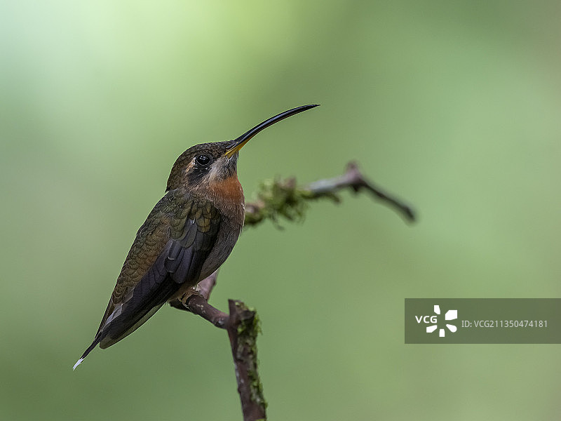 热带蓝颏蓝宝石蜂鸟栖息在树枝上的特写图片素材