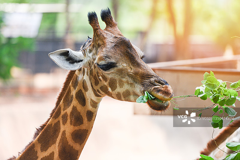 长颈鹿特写图片素材
