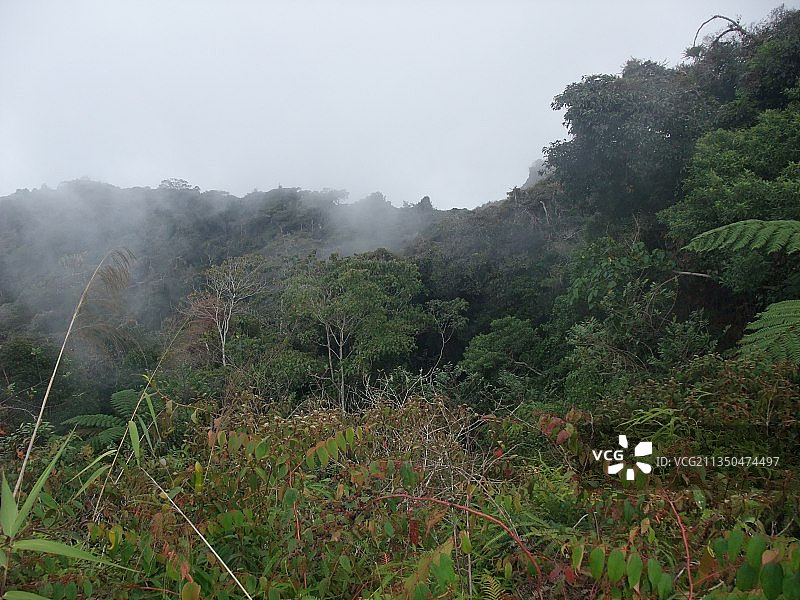 马来西亚彭亨州金马仑高原森林美景图片素材