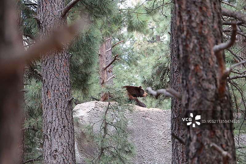 一只喂食幼鸟的八哥图片素材