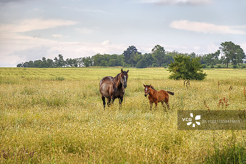 田野里的两匹马图片素材