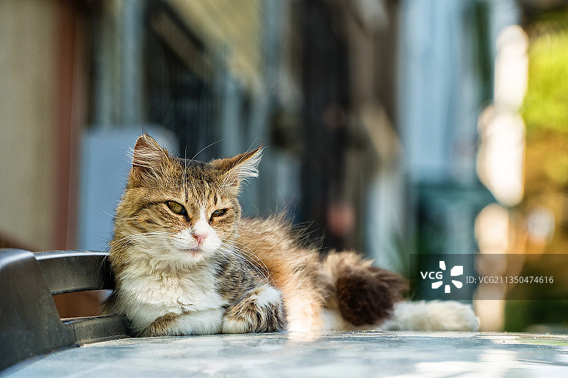地板上的猫咪肖像, 土耳其图片素材