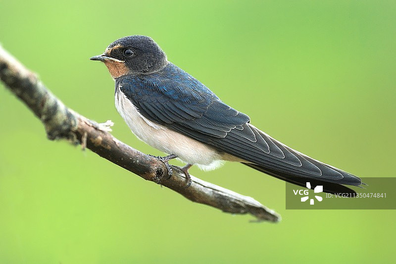 栖息在树枝上的鸣禽特写图片素材