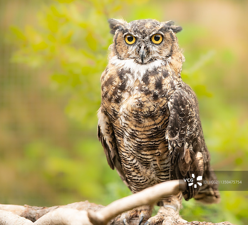 栖息在树枝上的穴鸮特写，加拿不列颠哥伦比亚省坎卢普斯图片素材