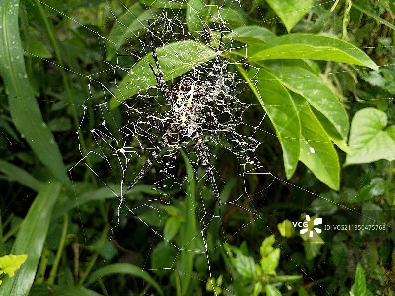 蜘蛛在网上的特写镜头图片素材