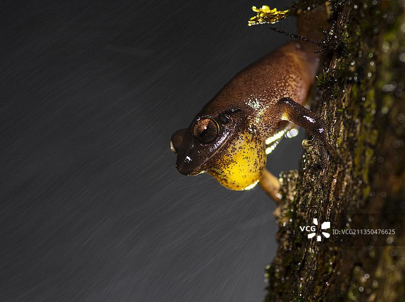 印度马哈拉施特拉邦安波利树干上的树蛙特写图片素材