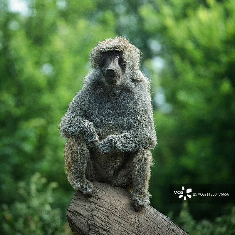 仰视坐在树上的猴子图片素材