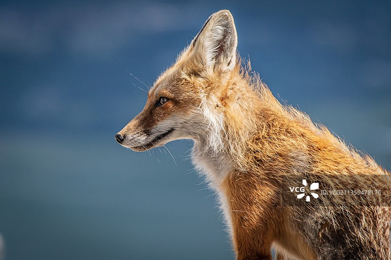 红色狐狸特写，美国怀俄明州提顿村图片素材