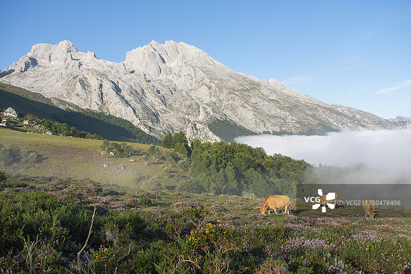 欧洲 peaks 国家公园，西班牙，在晴朗的天空下，绵羊在田野上吃草图片素材