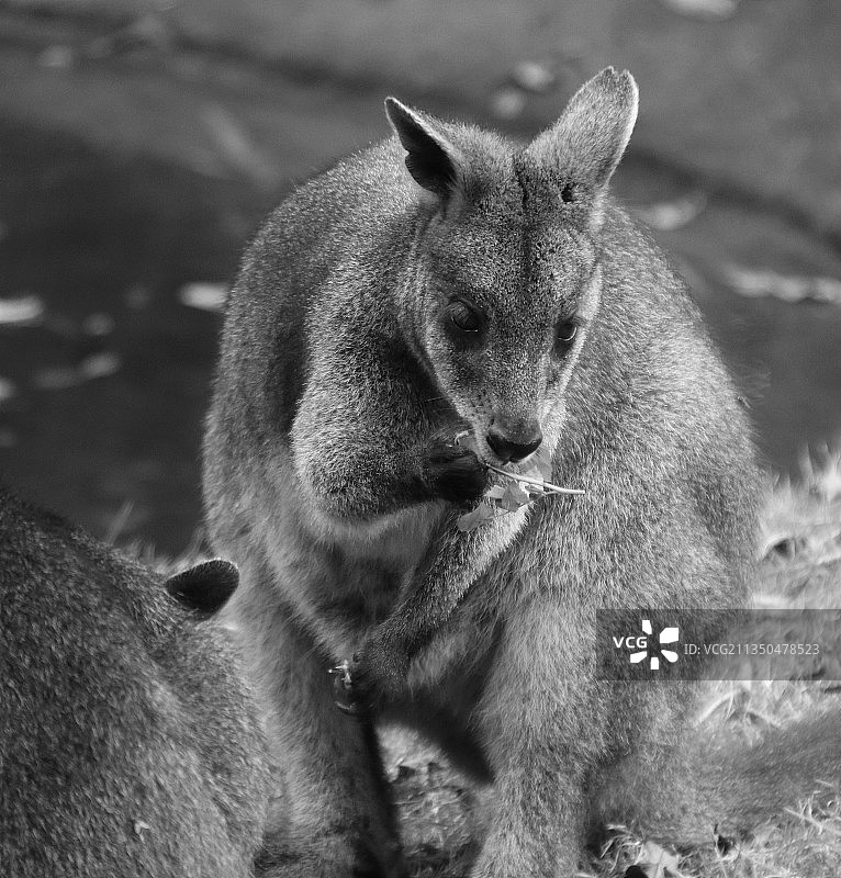 考拉坐在田野上的特写图片素材