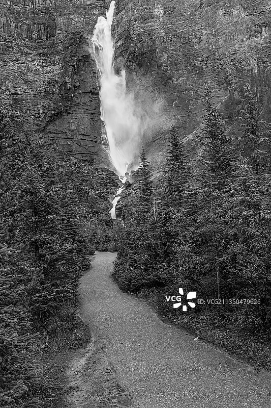 树林中的公路高角度景观图片素材