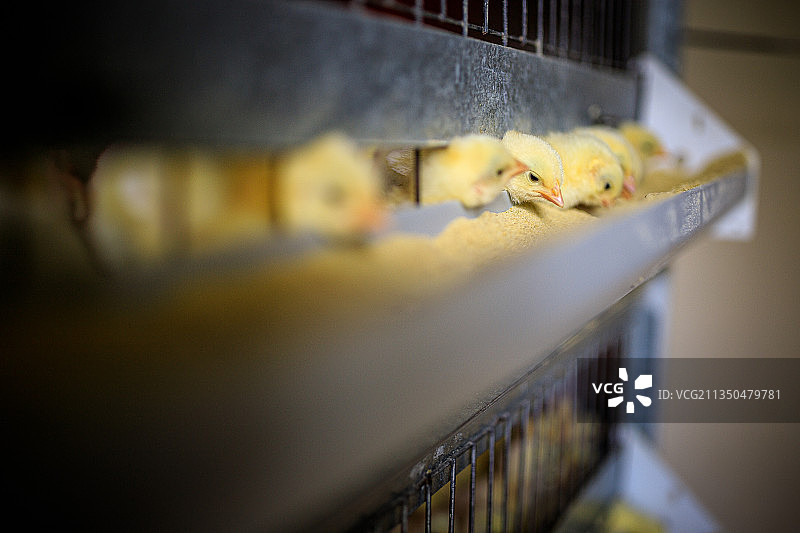 阿拉斯加州荷马小鸡进食特写图片素材