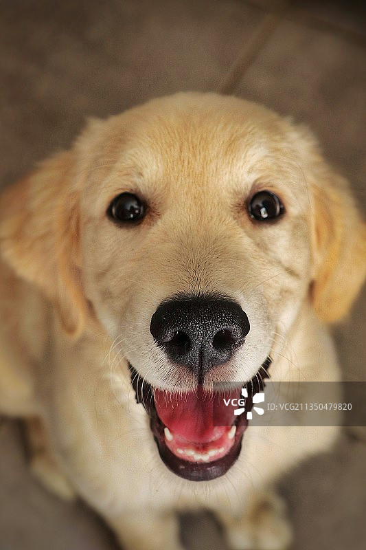 金毛特写图片素材