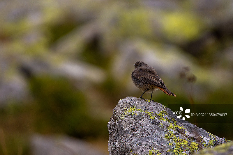 栖息在岩石上的鸣禽特写图片素材