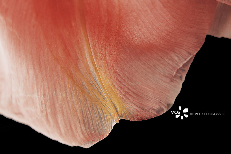 德国霍赫扎乌尔兰县黑色背景下的花朵特写图片素材