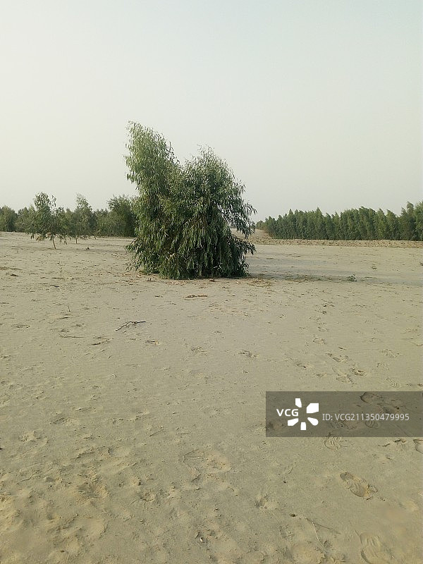 田野上的树木映衬着晴朗的天空图片素材