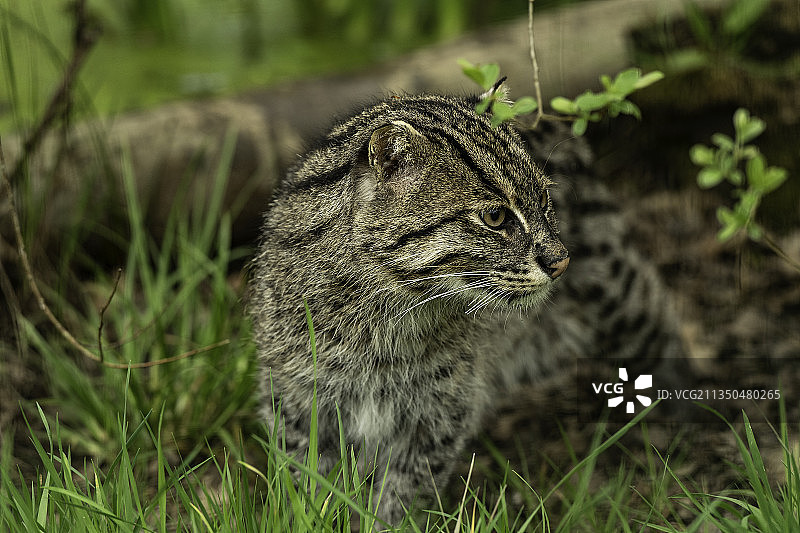 田野上的猫咪特写图片素材