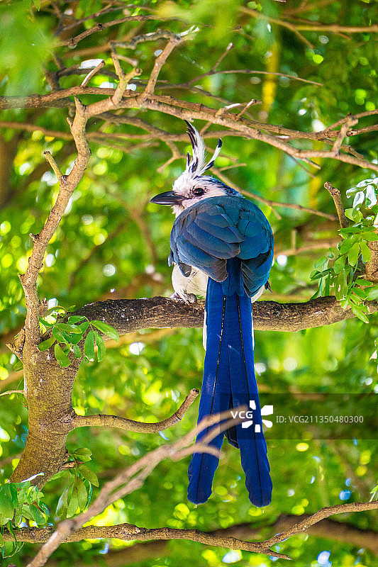 尼加拉瓜里瓦斯省乌尔拜特树上的喜鹊仰视图片素材