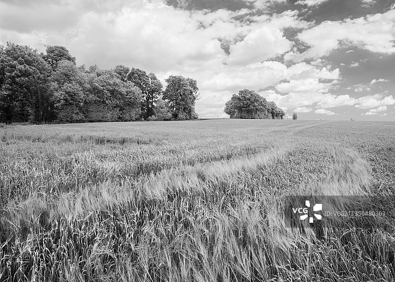 英国伊普斯威奇切尔sworth田野风光图片素材