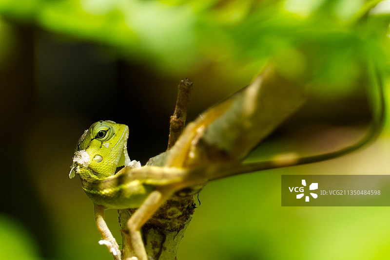 近距离观察植物上的鬣蜥图片素材
