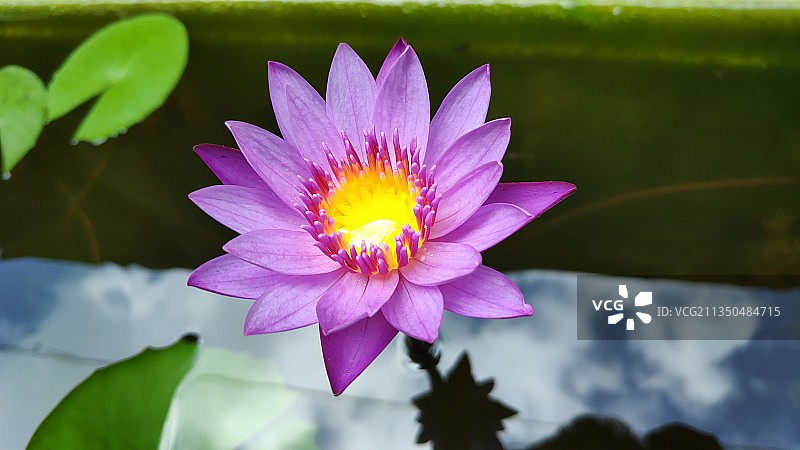 粉红睡莲的特写镜头图片素材