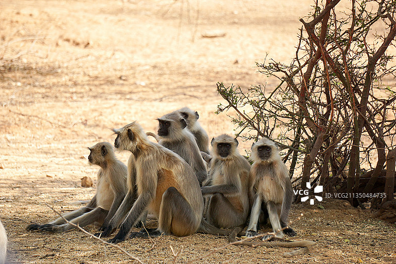 高角度拍摄的坐在田野里的猴子图片素材