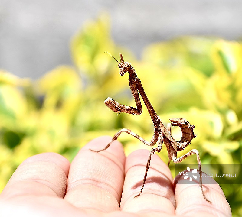 手握螳螂的特写图片素材