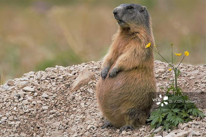 岩石上的草原犬鼠特写图片素材