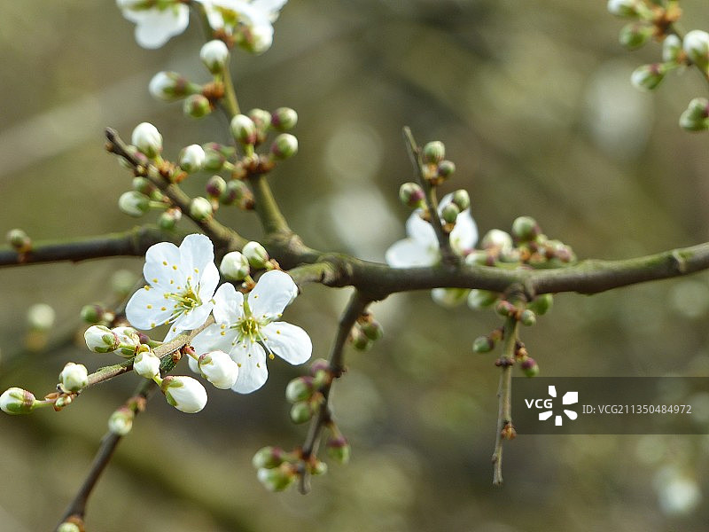 春天樱花的特写图片素材