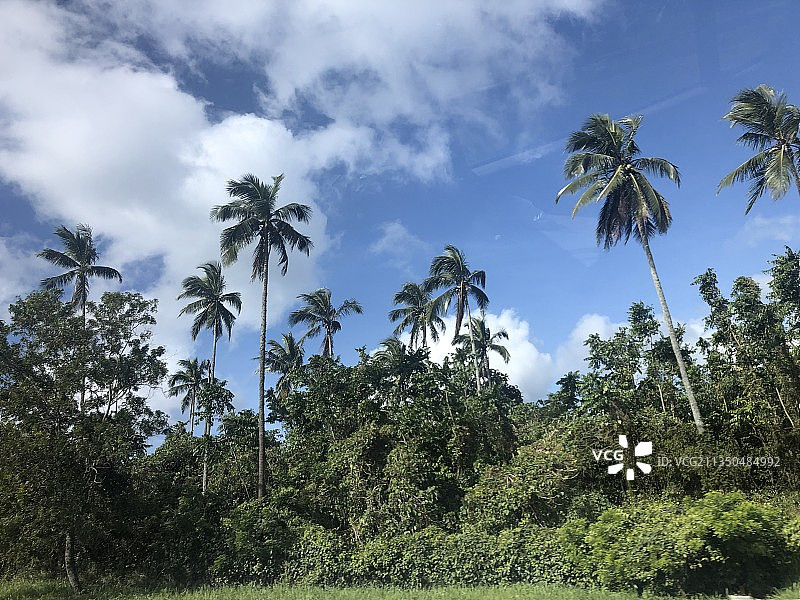 菲律宾棕榈树仰视角度图片素材