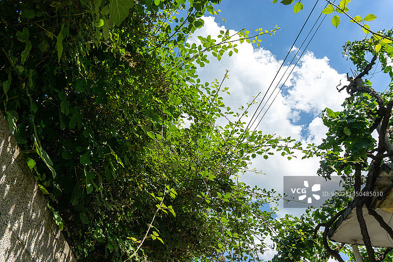 阿尔巴尼亚埃尔巴桑的树木仰视图图片素材