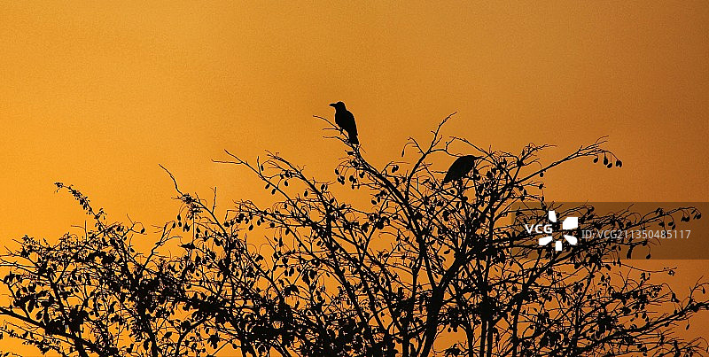 橙色天空背景下，鸟儿栖息在树上的剪影图片素材