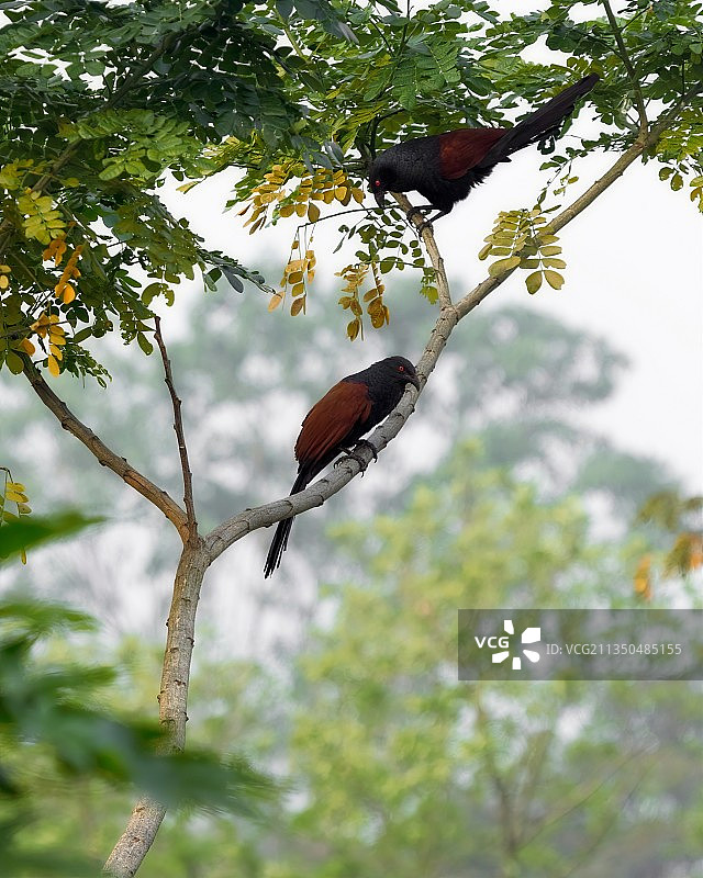 印度喀拉拉邦科钦，天空下栖息在树上的鸟低角度景观图片素材