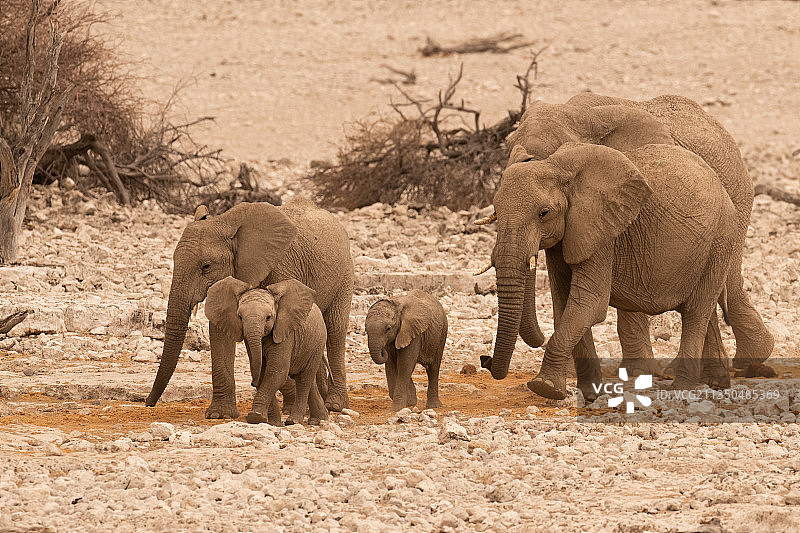 行走中的一群大象图片素材