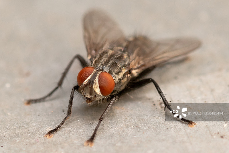 地板上的苍蝇特写图片素材
