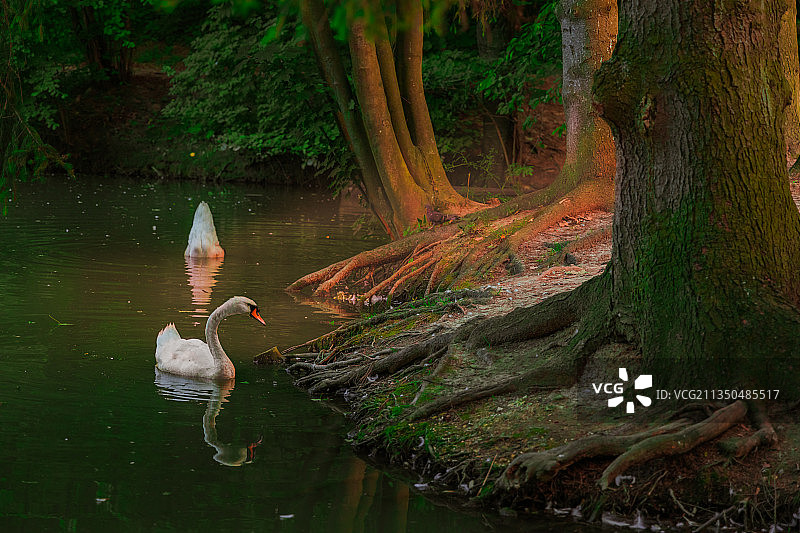 乌克兰湖中疣鼻天鹅游泳的高角度视图图片素材