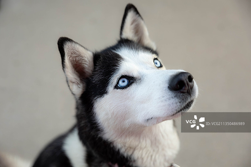 看向远方的西伯利亚哈士奇特写图片素材