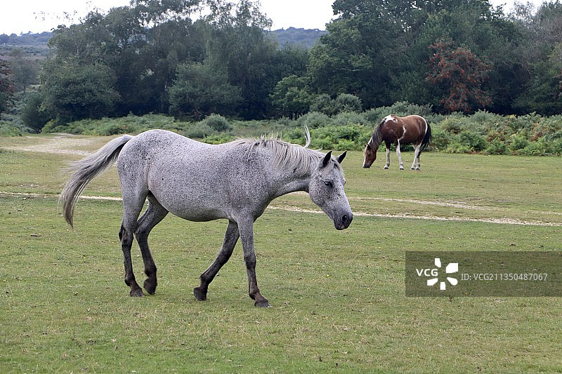 英国林德赫斯特草地上站立的马侧面照图片素材