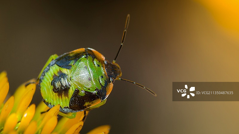 昆虫在花上的特写镜头图片素材